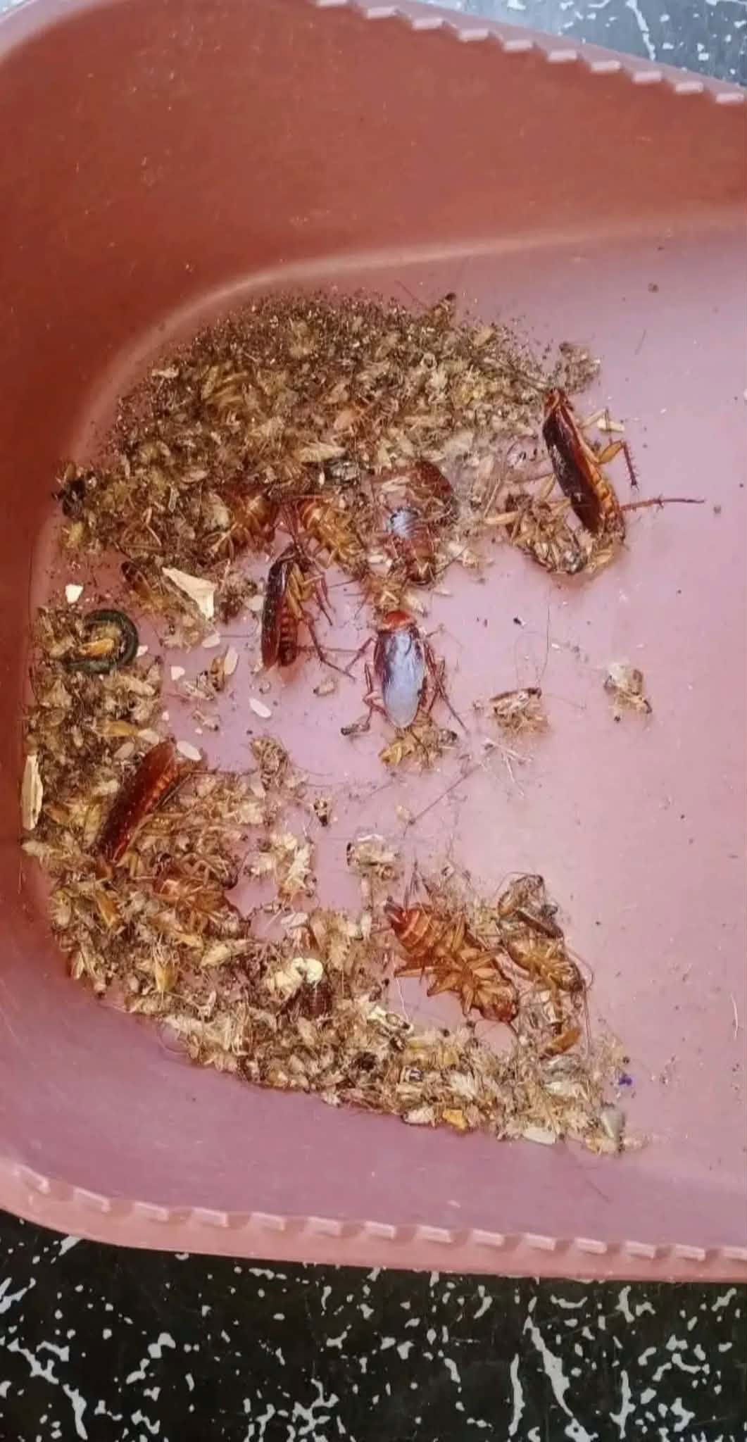Cockroach+and+bedbugs+killer+sprays+ - Image 2